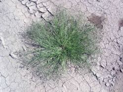 Hairy crabgrass (Digitaria sanguinalis)